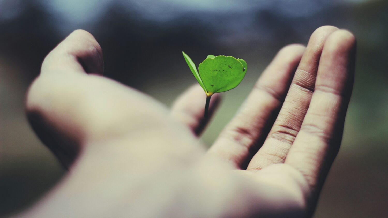 palm holding a tiny green leaf