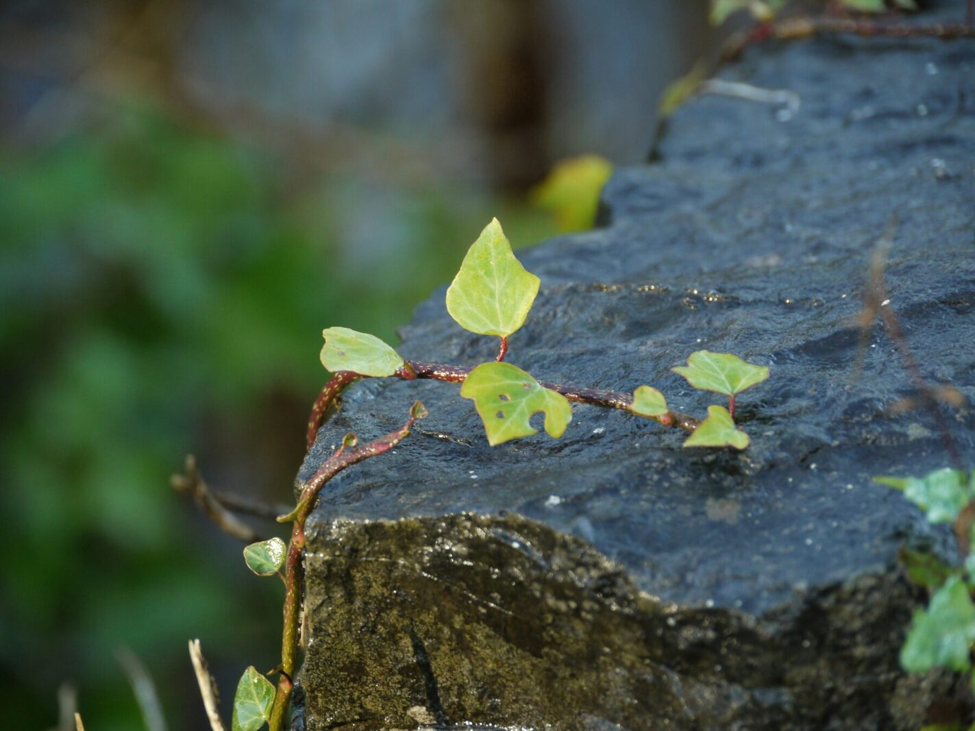 A green vine growing over a rock.
