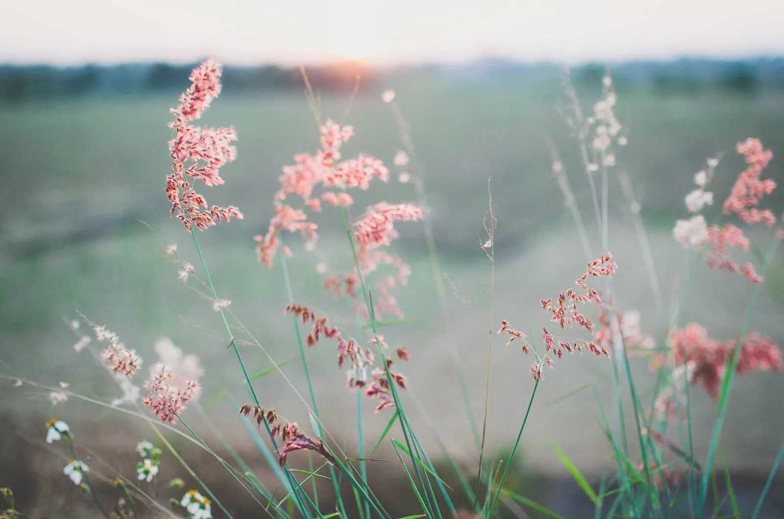 Pink wildflowers growing in a field.