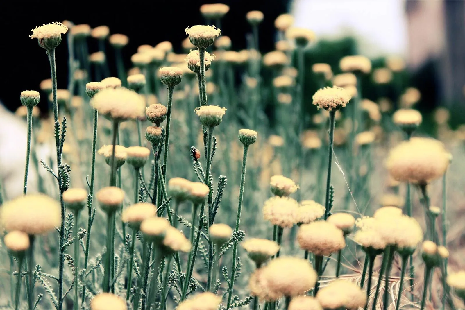A group of yellow flowers growing on tall green stems