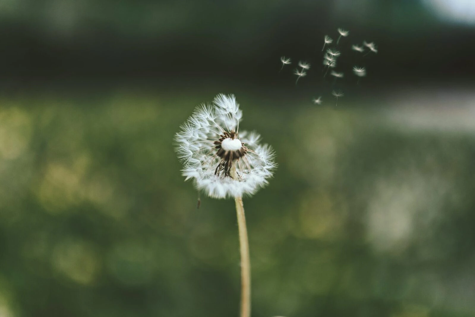 A dandelion with seeds blowing in the air.