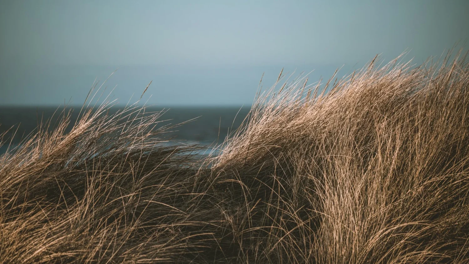 Long grass on a sand dune in front of the sea