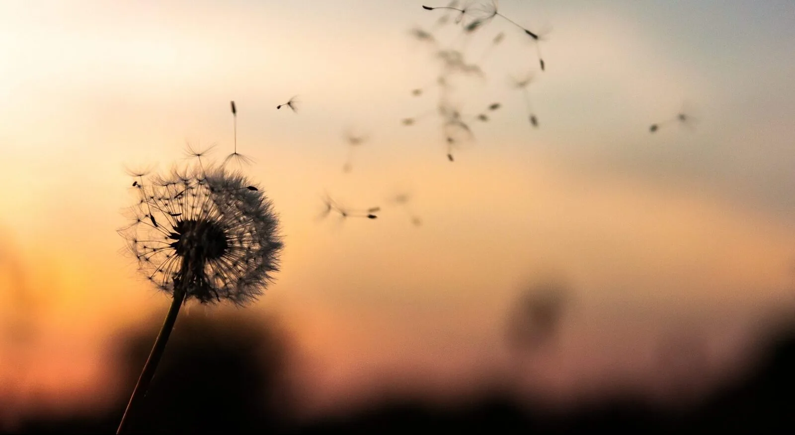 A dandelion with seeds blowing in the wind at sunset.