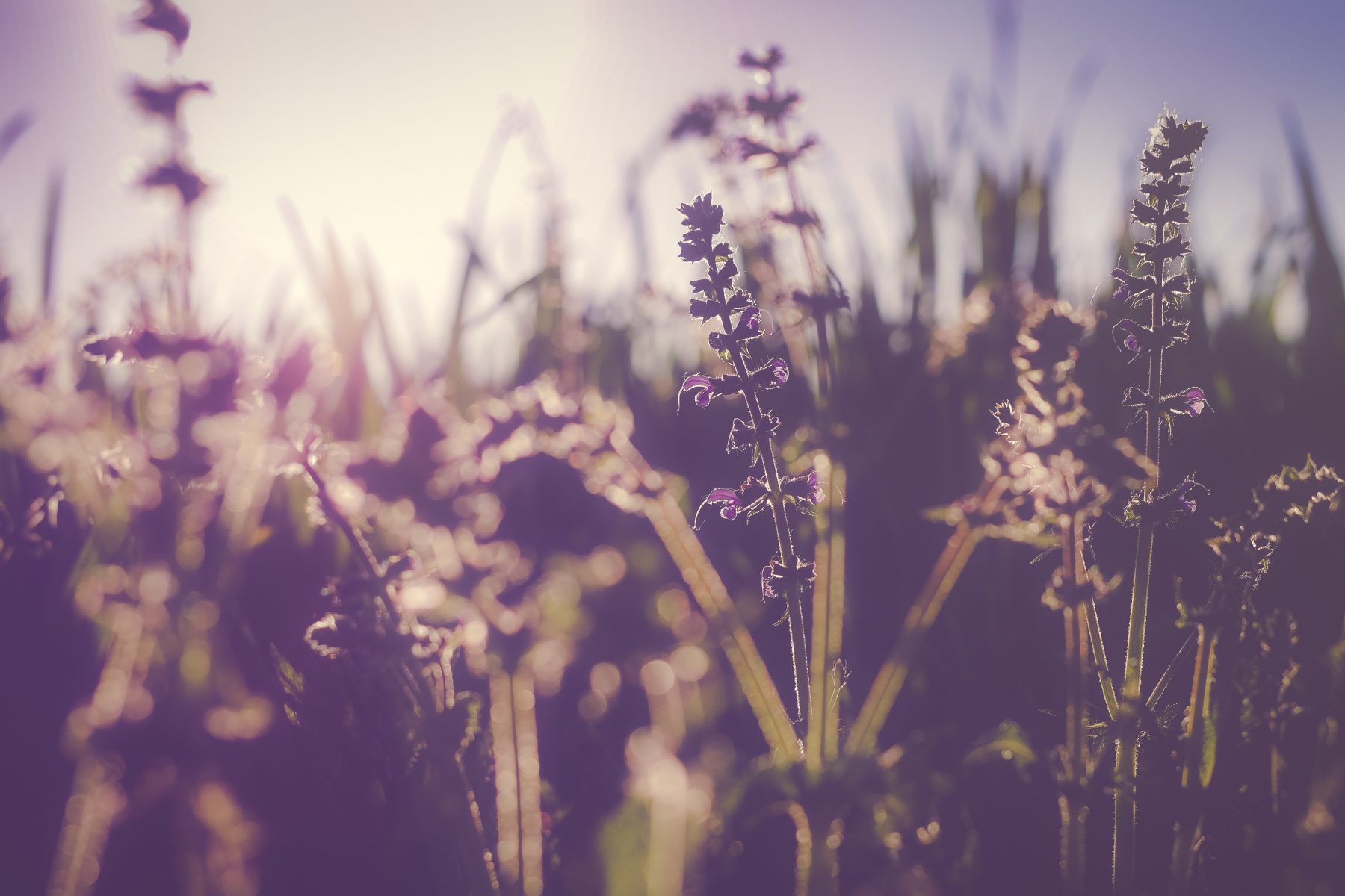 Chronic Health Problems