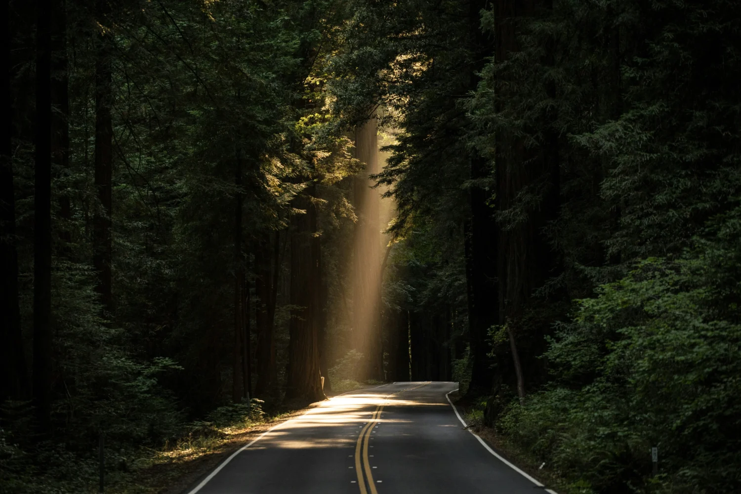 A road going through a forest with light seeping through the trees