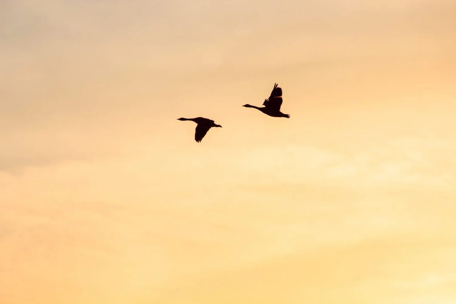 Two birds flying in the sky during sunset