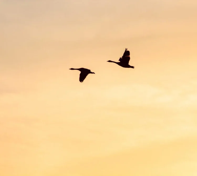 Two birds flying in the sky during sunset