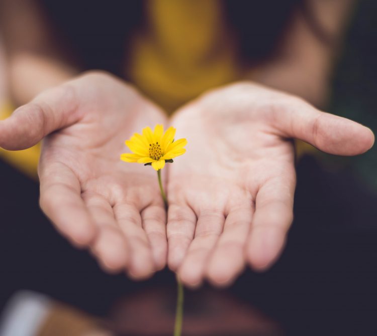 Hands together holding a daisy
