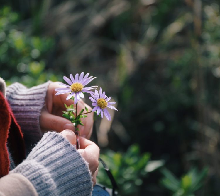 close up of hands wearing mittens holding a purple flower
