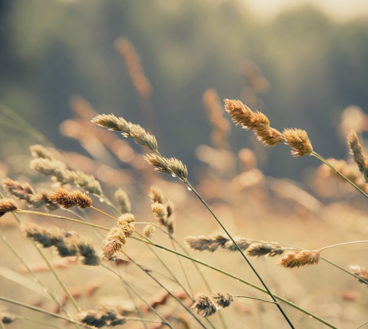 Wheat blowing in the wind in field