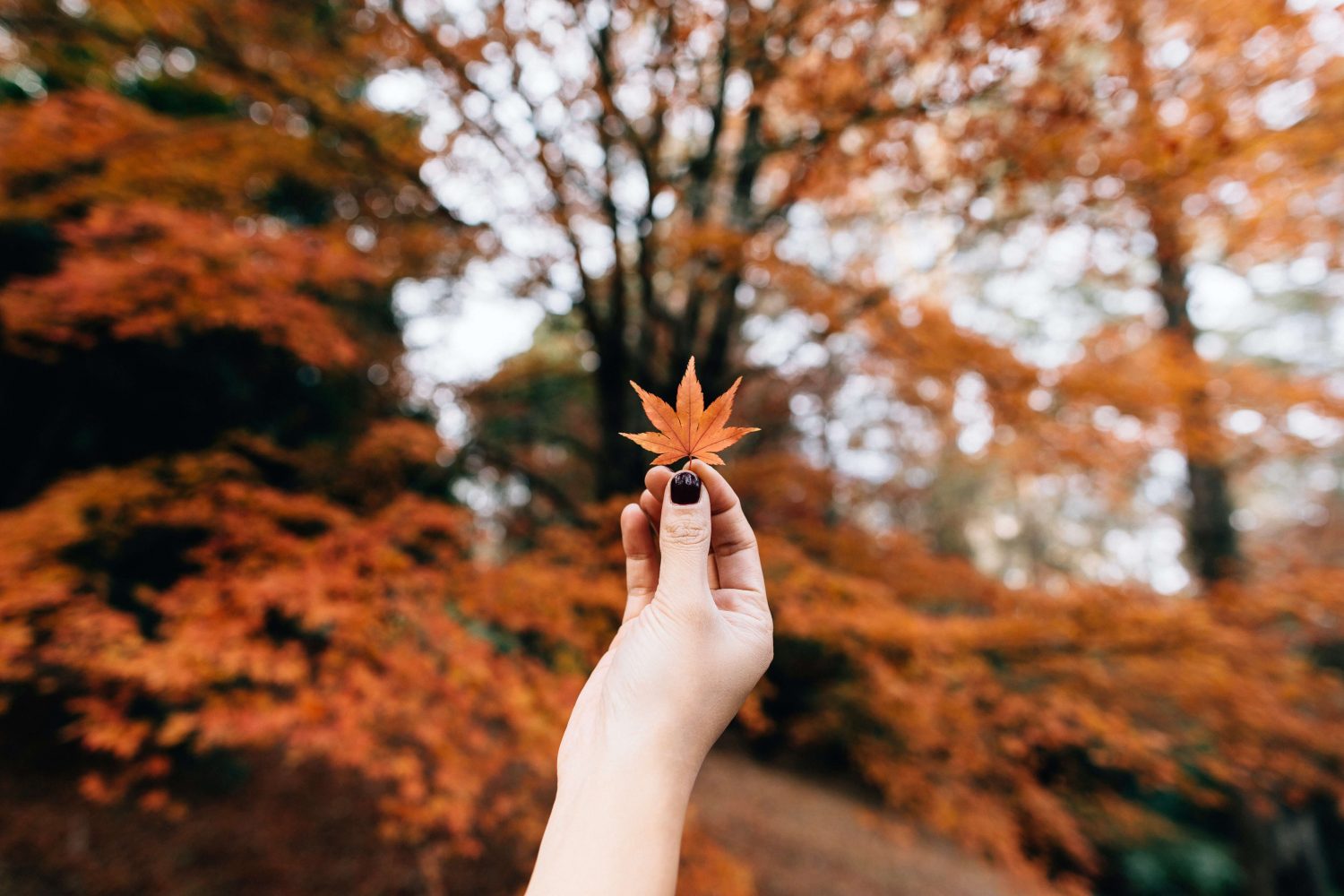 hand holding an autumn leaf