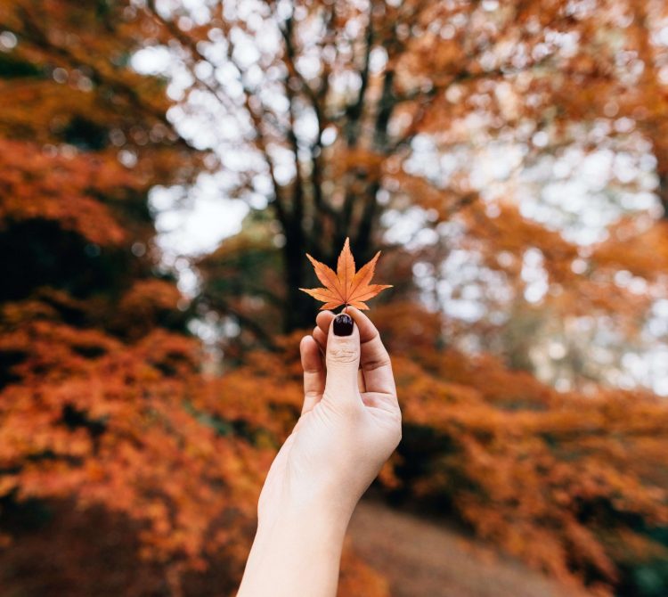 hand holding an autumn leaf