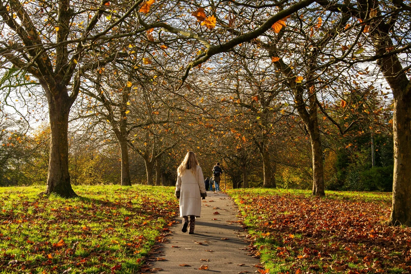 A person walking along a tree-lined path in a park.