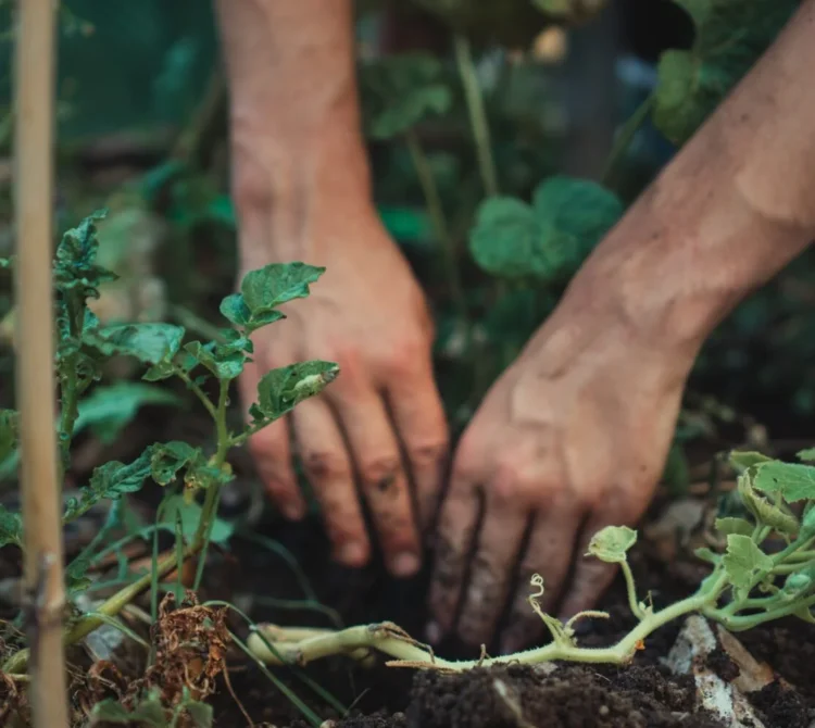 Two hands in the dirt while gardening
