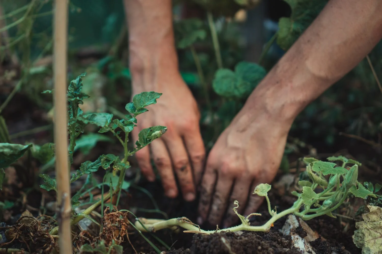 Two hands in the dirt while gardening