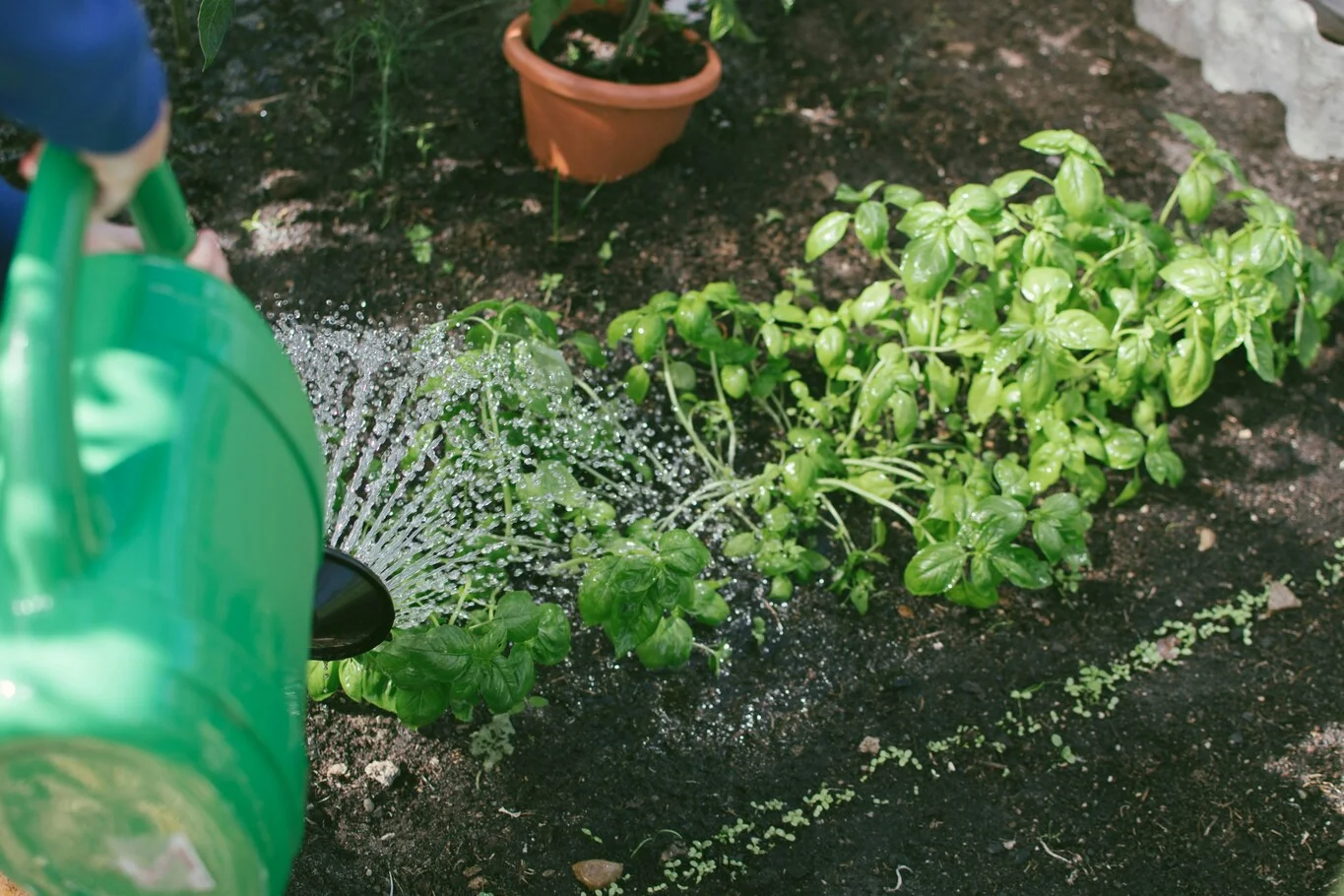 Person watering plants in a garden with a green watering can.