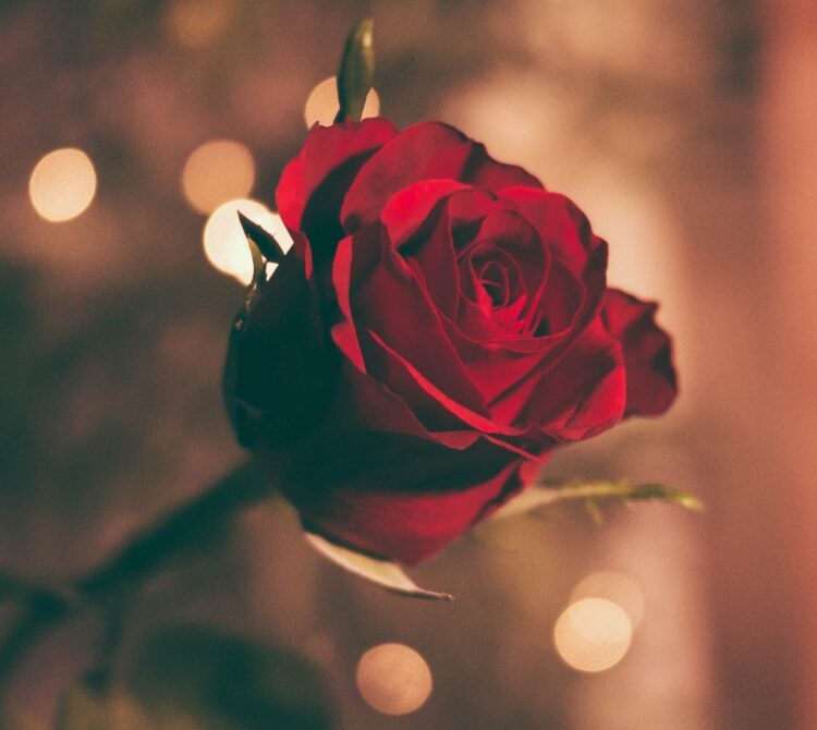 a red rose.