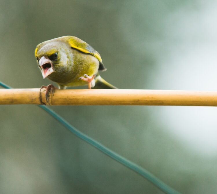 A bird chirping angrily on a branch
