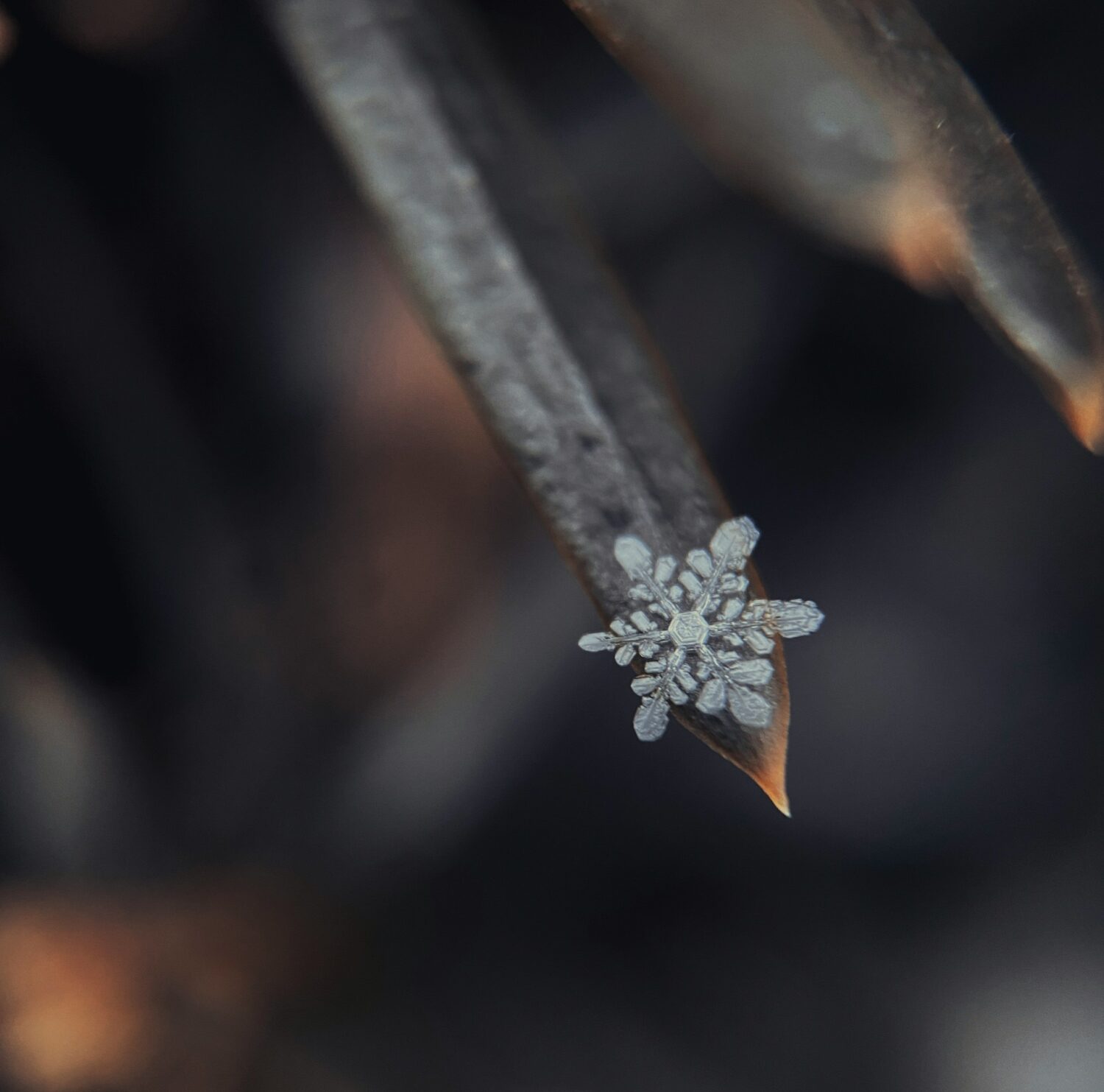A snowflake on the end of a leaf