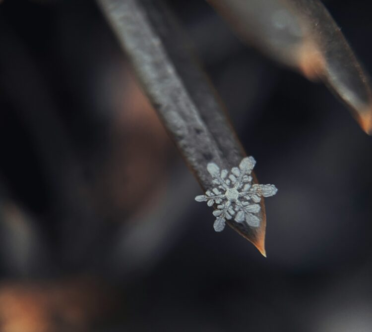 A snowflake on the end of a leaf