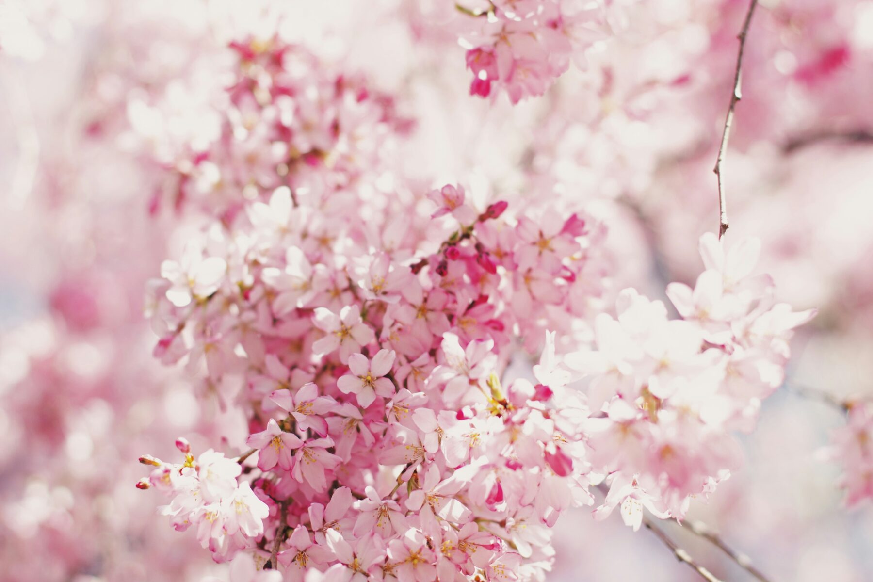 Pink blossoms