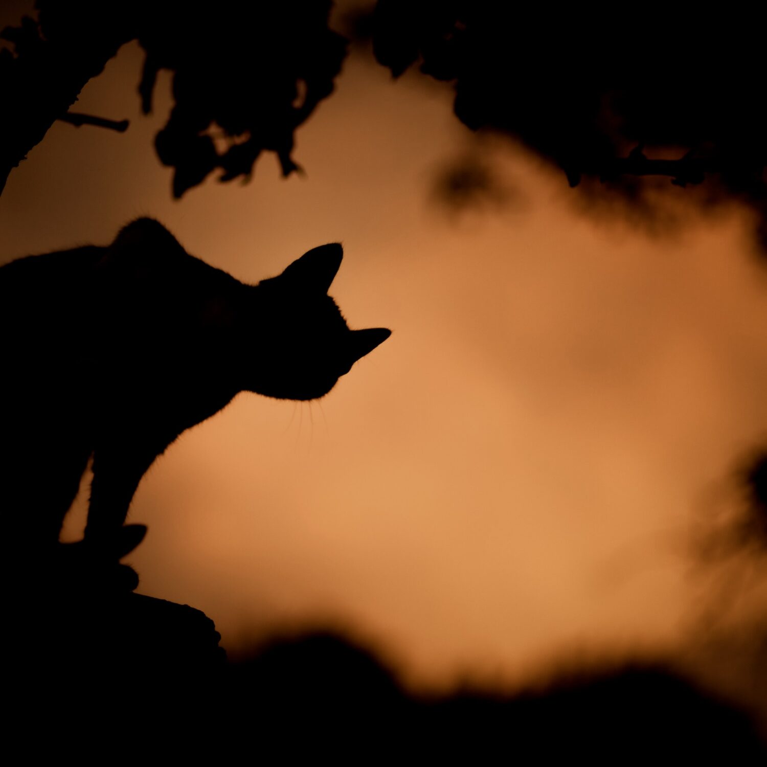 A black cat silhouetted against an orange sky