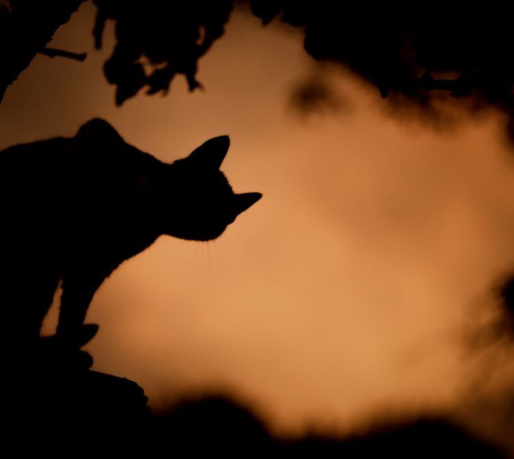A black cat silhouetted against an orange sky