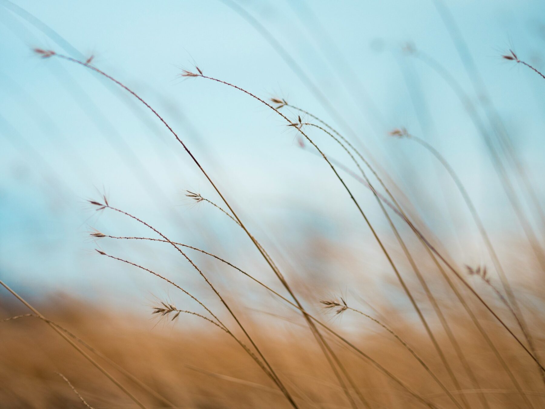 Grains of wheat against a blue sky