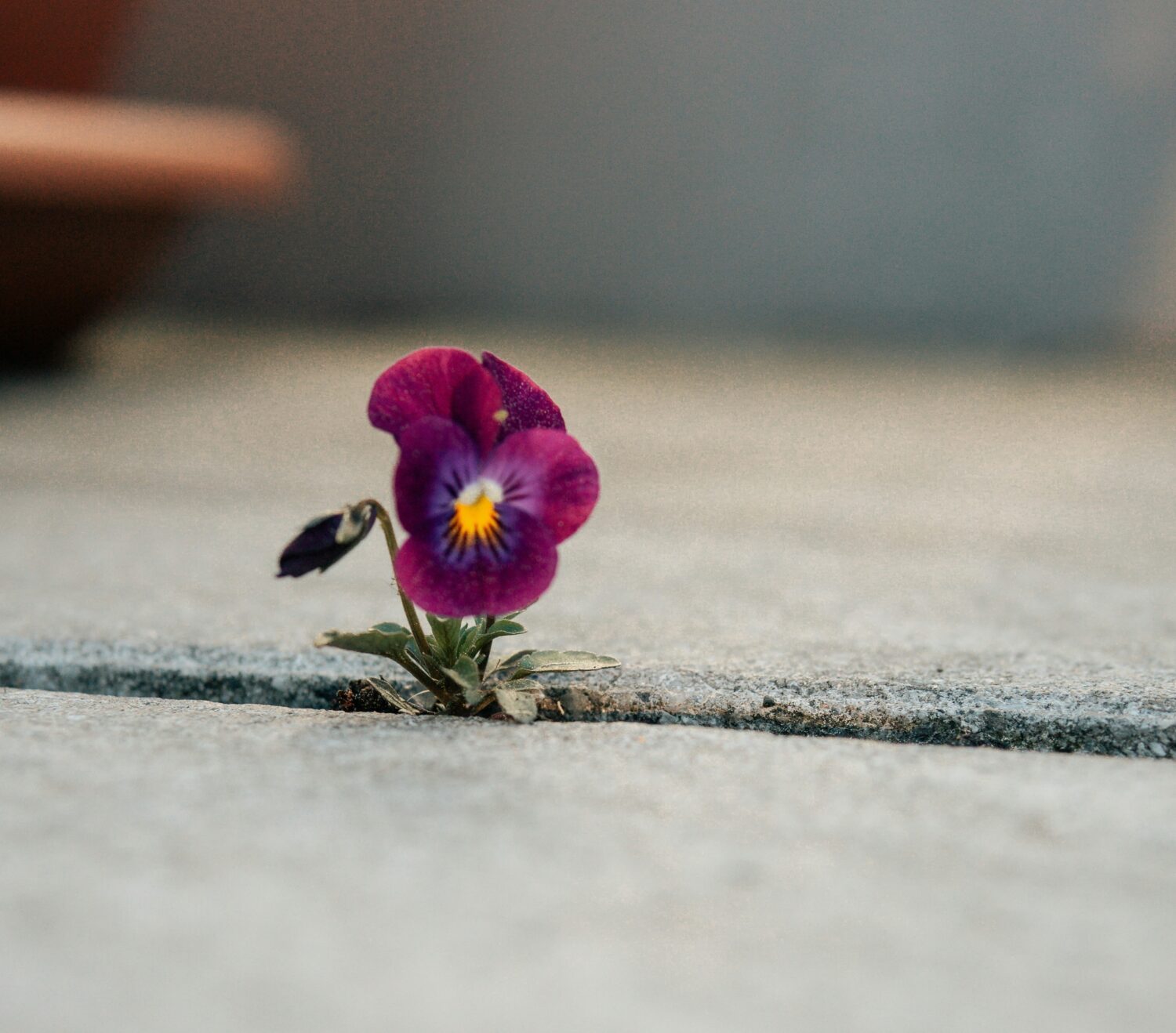 A purple pansy violet growing in a crack in the pavement