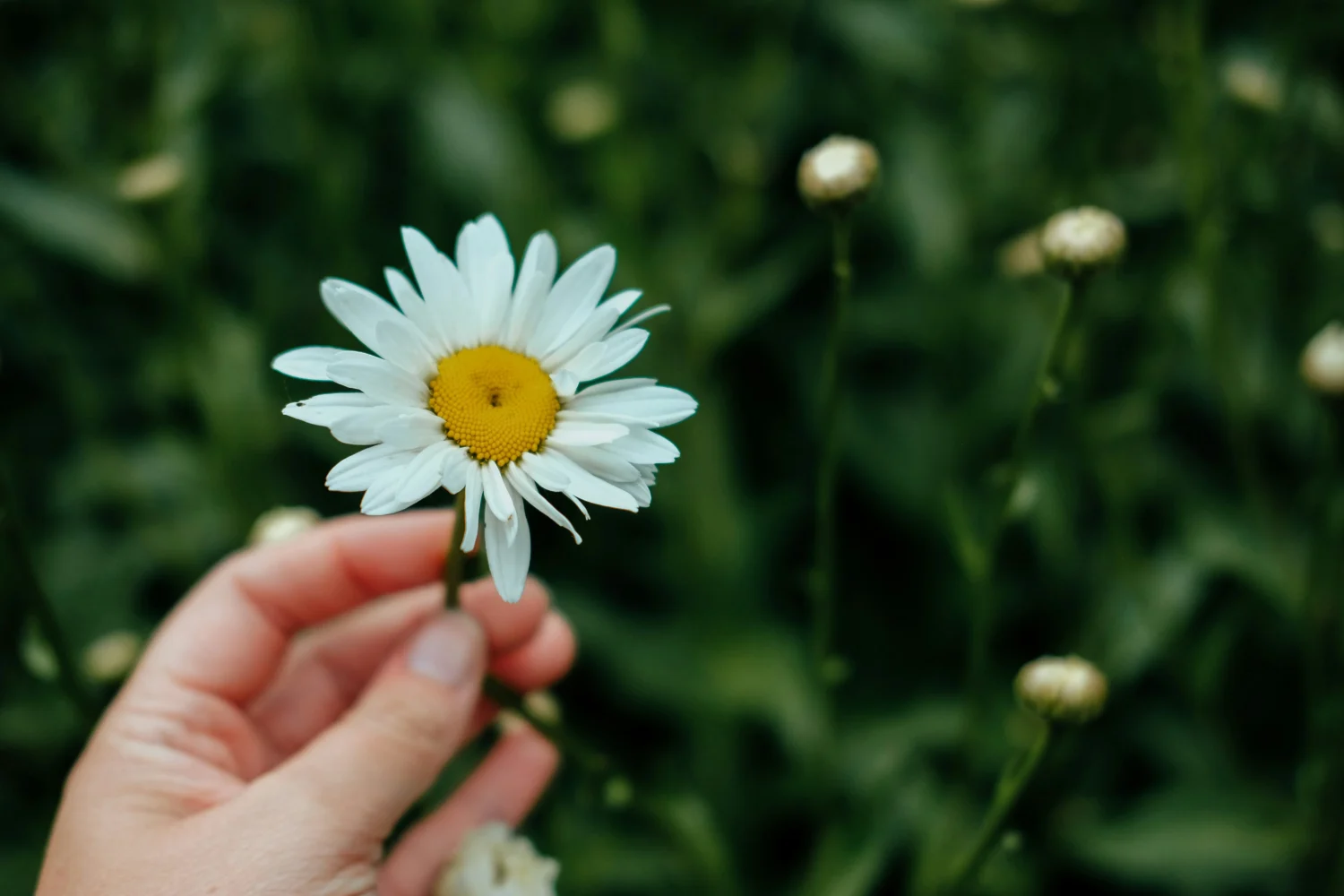 Hand holding daisy.