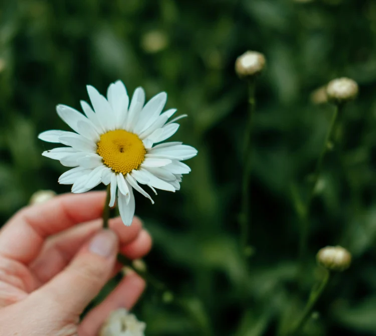 Hand holding daisy.